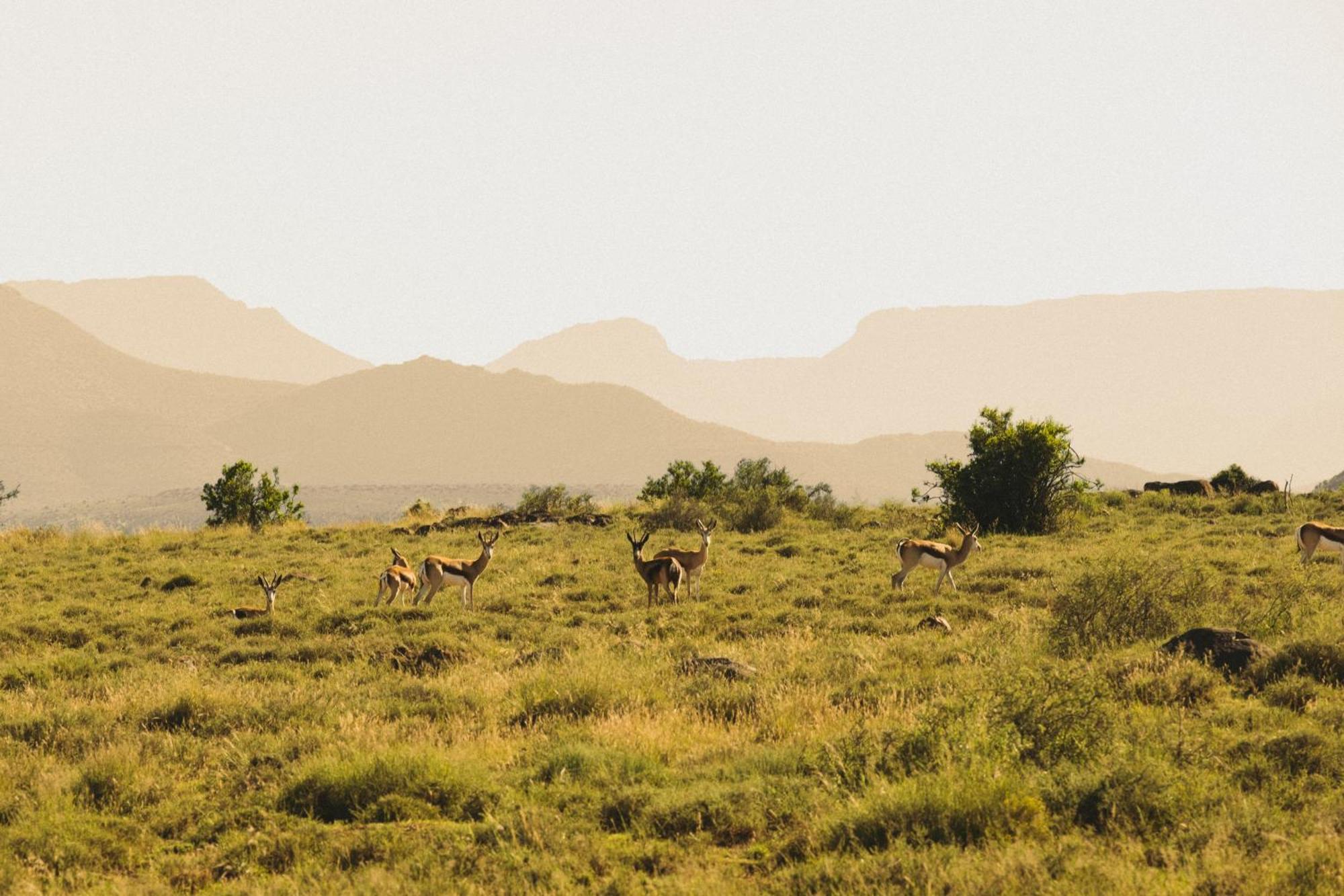 Buccara Wildlife Reserve Graaff Reinet Ngoại thất bức ảnh